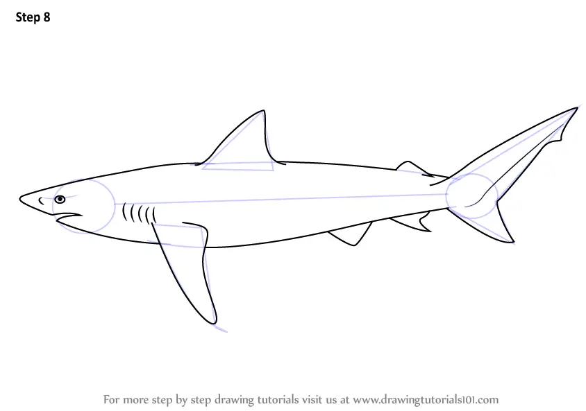 Step by Step How to Draw a Copper Shark : DrawingTutorials101.com