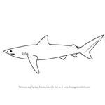 How to Draw a Copper Shark