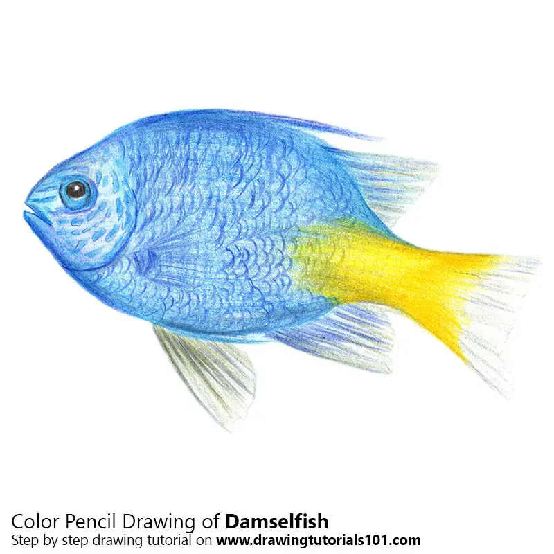 Damselfish Color Pencil Drawing