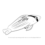 How to Draw a Dottyback