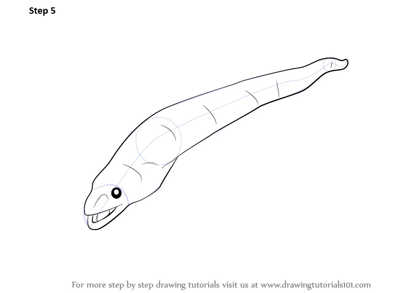 Step by Step How to Draw an Eel