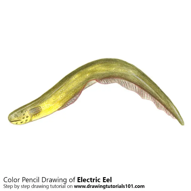 Electric Eel Color Pencil Drawing