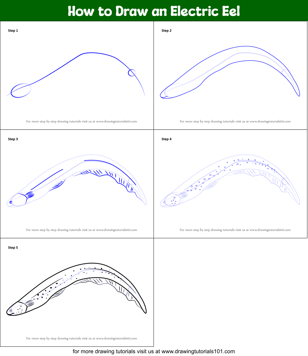 How to Draw an Electric Eel printable step by step drawing sheet