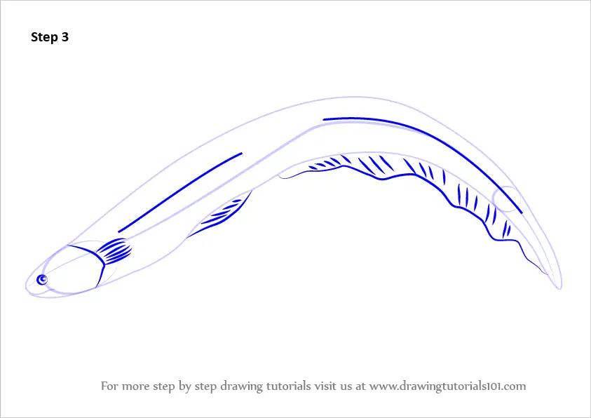 Learn How to Draw an Electric Eel (Fishes) Step by Step Drawing Tutorials