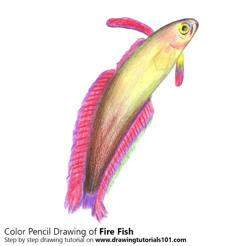 Fire Fish Color Pencil Drawing