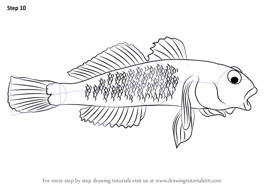 Step by Step How to Draw a Goby : DrawingTutorials101.com