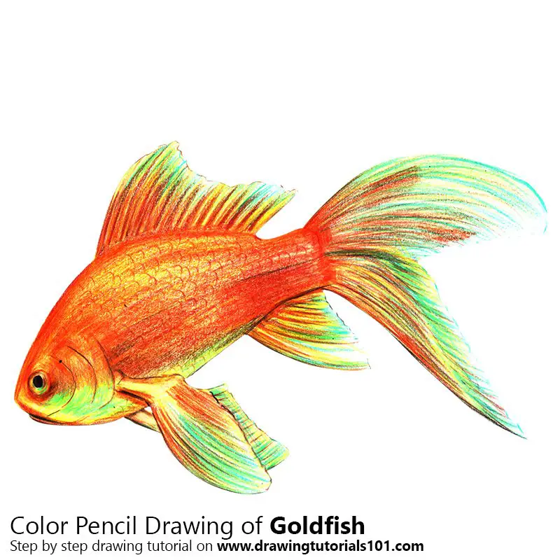 Gold Fish Color Pencil Drawing