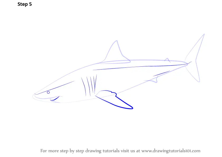 Learn How to Draw a Great White Shark (Fishes) Step by Step Drawing