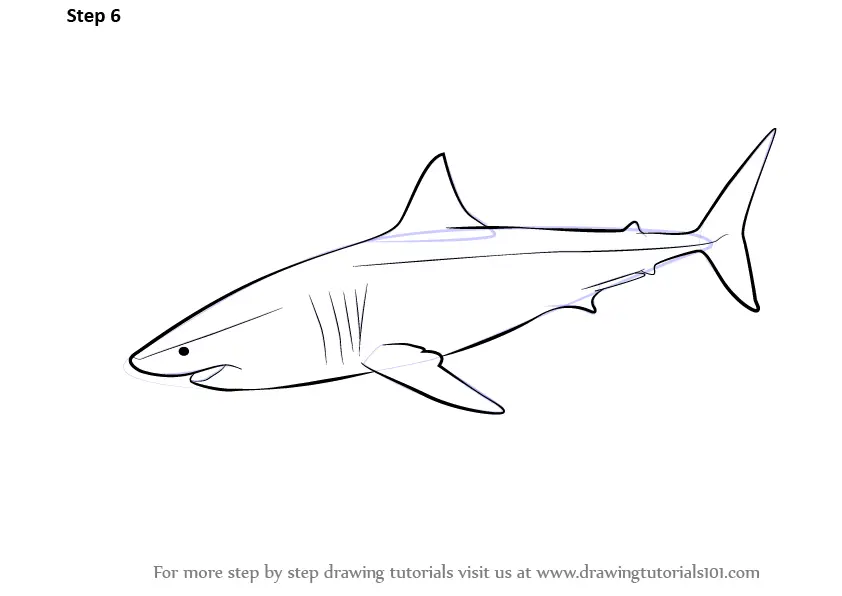 Learn How to Draw a Great White Shark (Fishes) Step by Step Drawing