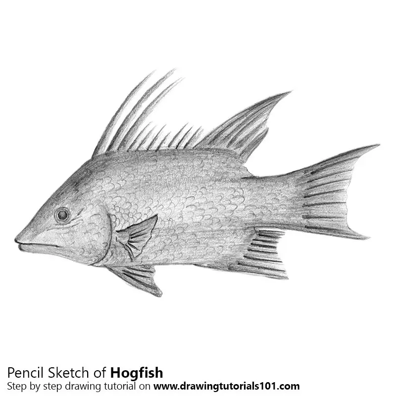 Hogfish Pencil Drawing How to Sketch Hogfish using Pencils