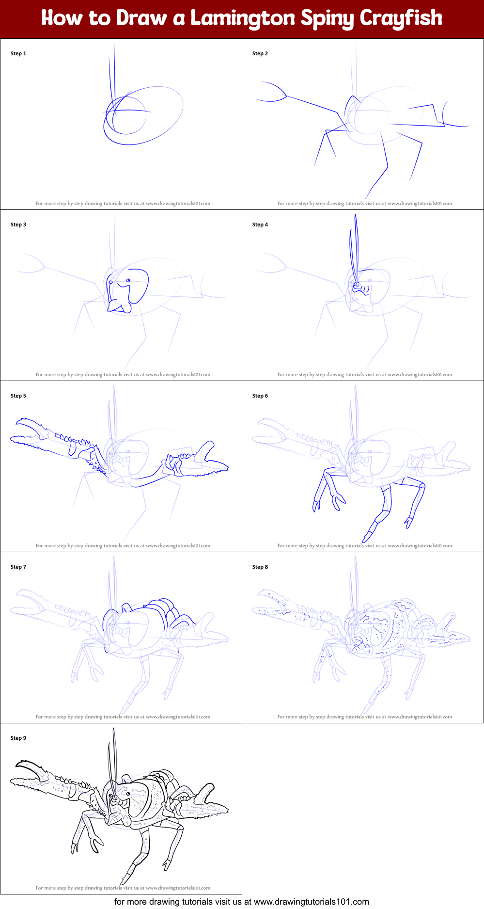 How to Draw a Lamington Spiny Crayfish printable step by step drawing ...