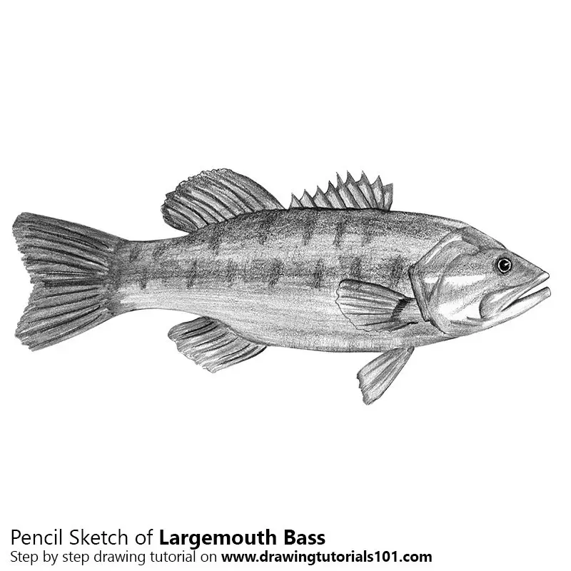 Pencil Sketch of Largemouth Bass - Pencil Drawing