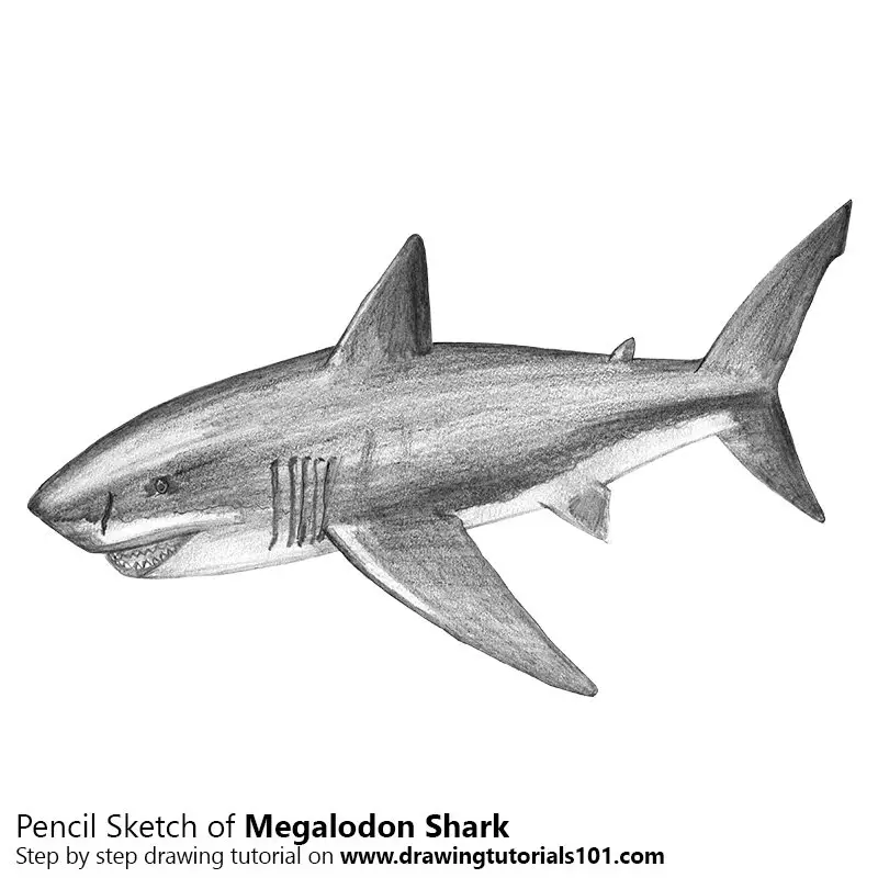 Pencil Sketch of Megalodon - Pencil Drawing
