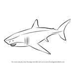 How to Draw a Megalodon