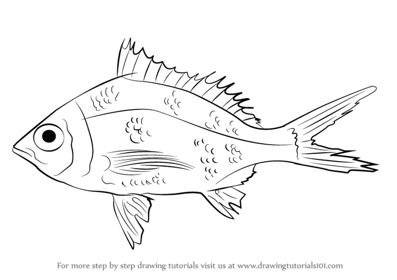 Learn How to Draw a Mojarra (Fishes) Step by Step : Drawing Tutorials