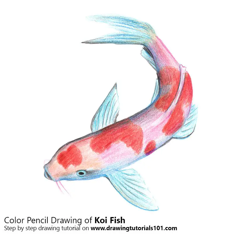 Koi Fish Color Pencil Drawing