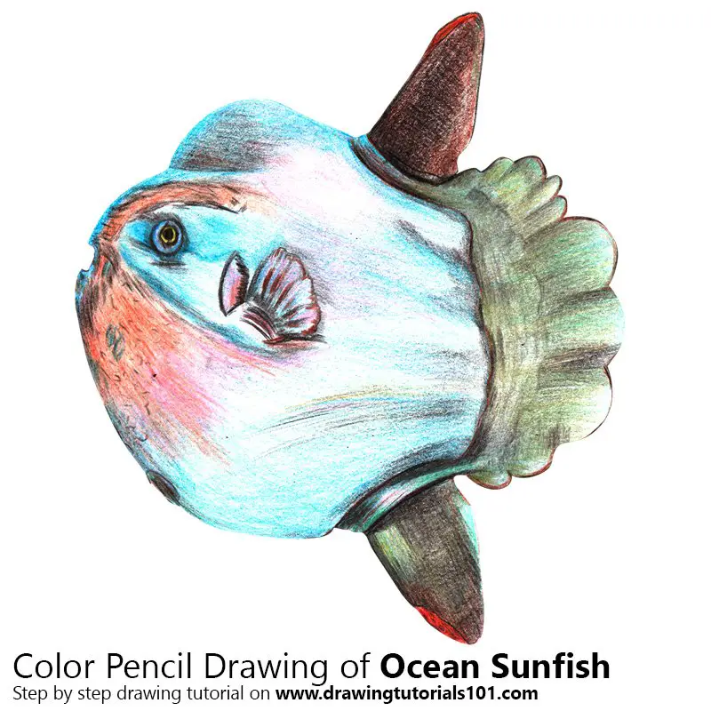 Ocean Sunfish Color Pencil Drawing