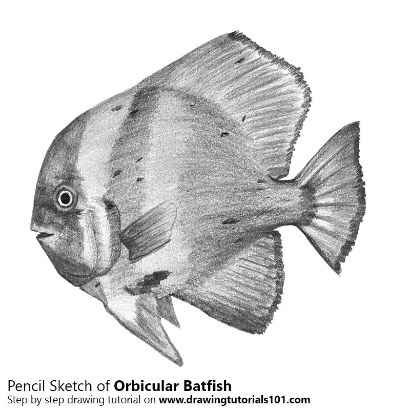 Pencil Sketch of Orbicular Batfish - Pencil Drawing