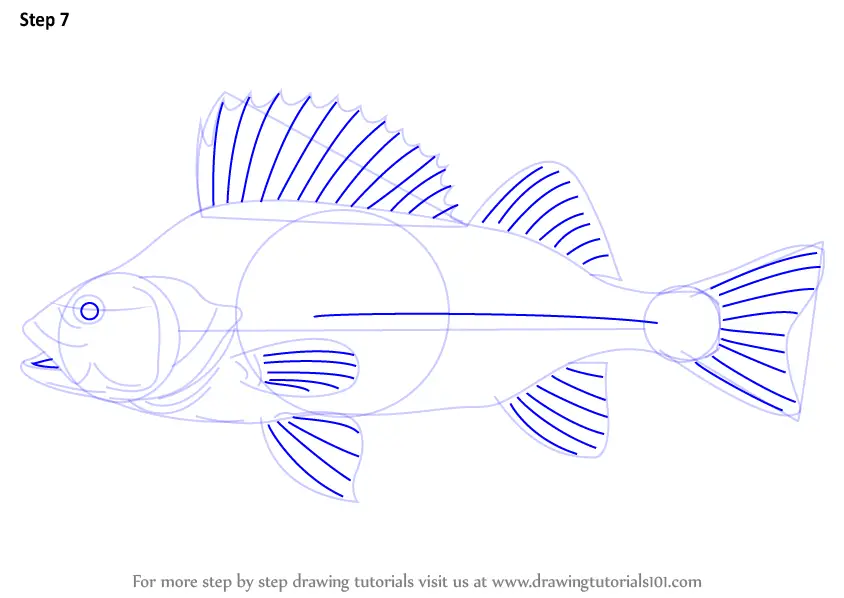 Learn How to Draw a Perch (Fishes) Step by Step Drawing Tutorials