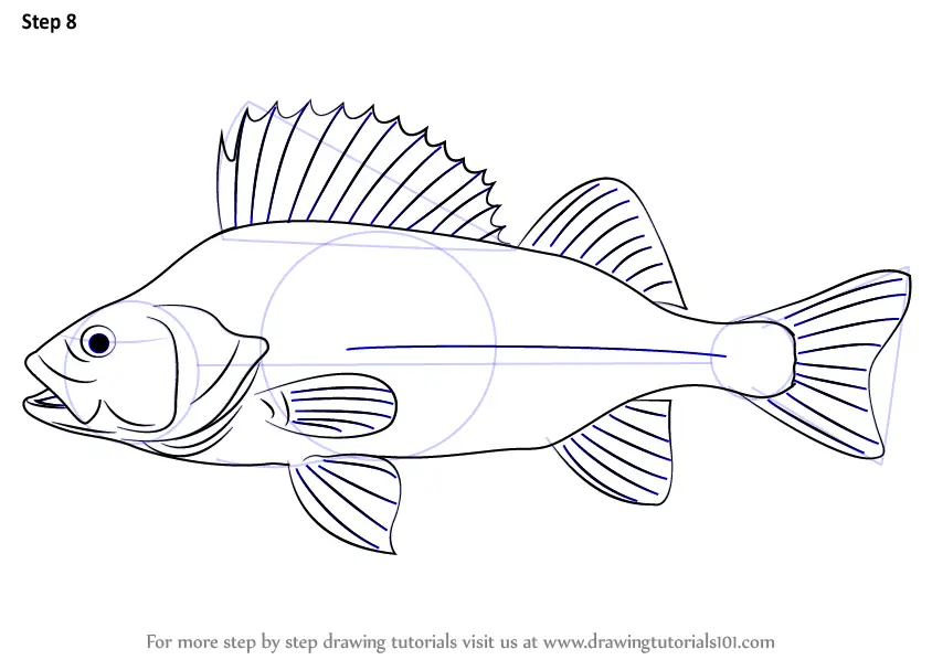 Learn How to Draw a Perch (Fishes) Step by Step Drawing Tutorials