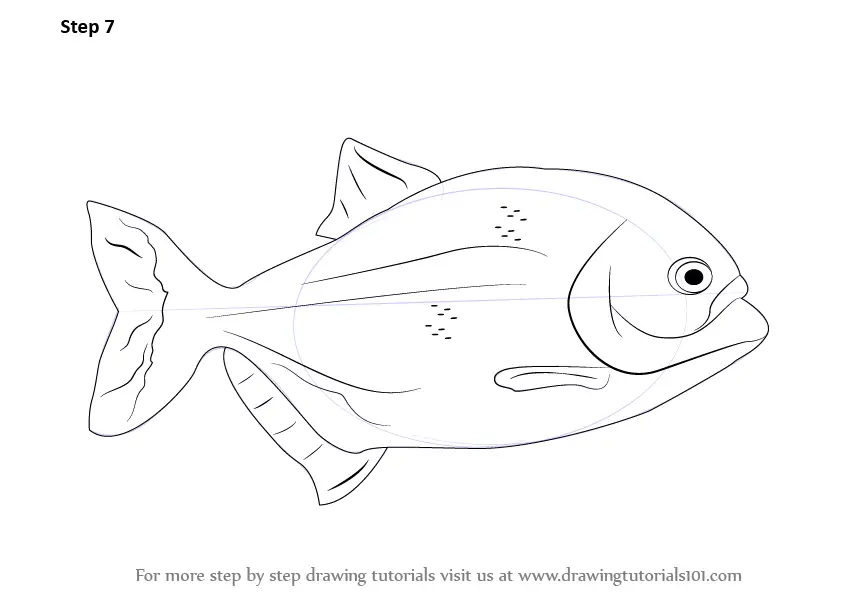 Learn How to Draw a Piranha (Fishes) Step by Step Drawing Tutorials