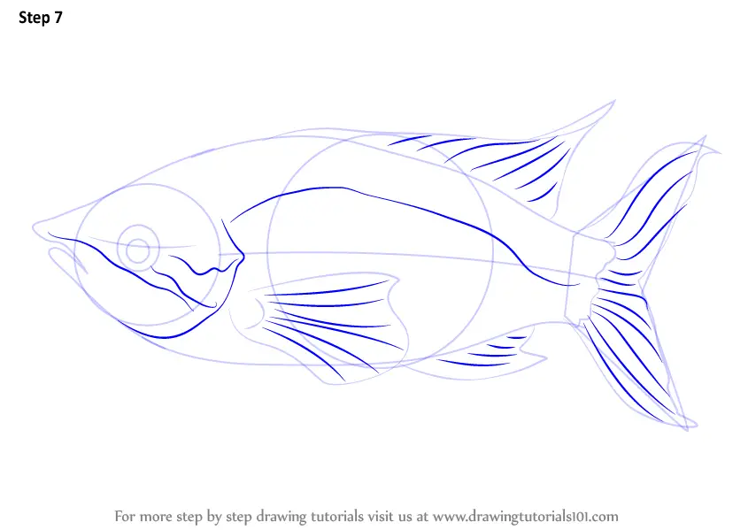 Learn How to Draw a Rainbow Fish (Fishes) Step by Step Drawing Tutorials