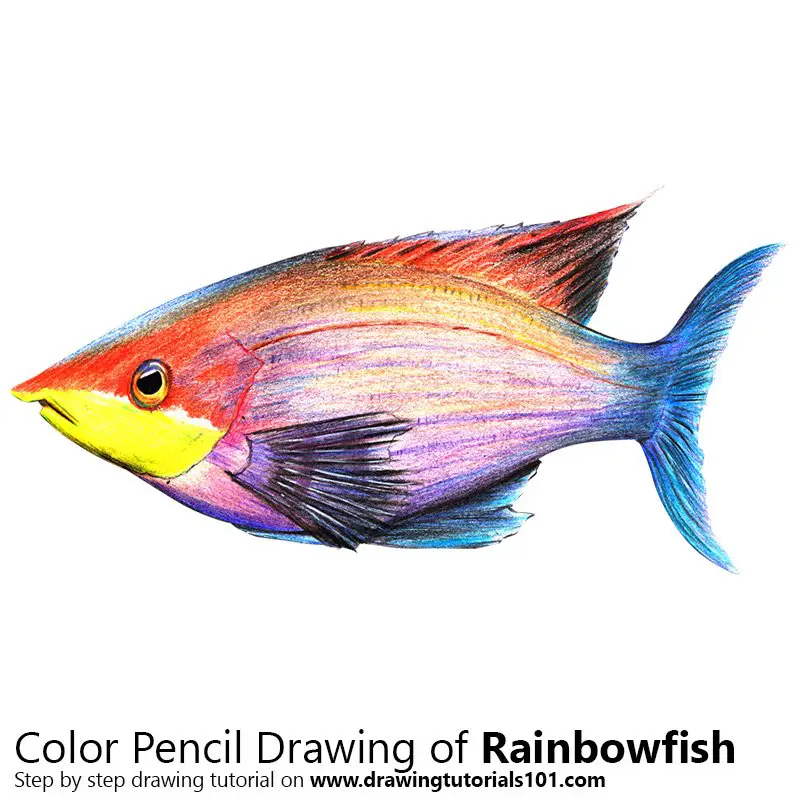 Rainbowfish Color Pencil Drawing