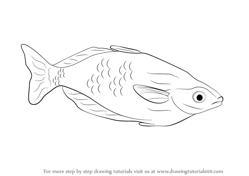 Learn How to Draw a Rainbowfish (Fishes) Step by Step : Drawing Tutorials