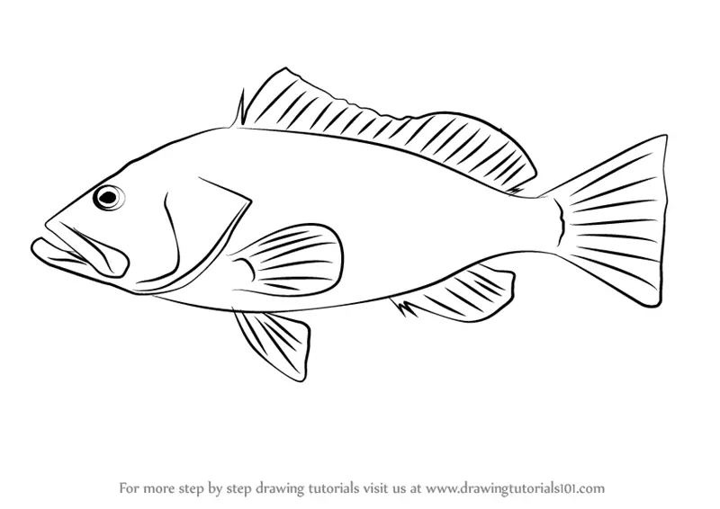 Learn How to Draw a Red Grouper (Fishes) Step by Step : Drawing Tutorials