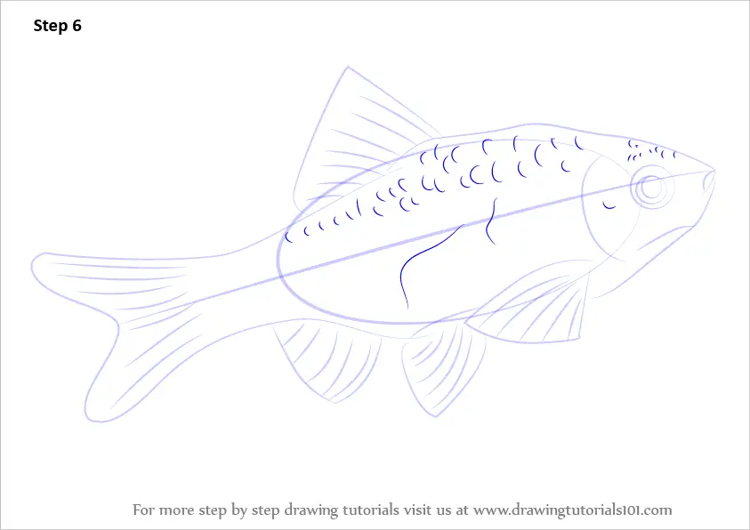 Learn How to Draw a Rosy Barb (Fishes) Step by Step : Drawing Tutorials