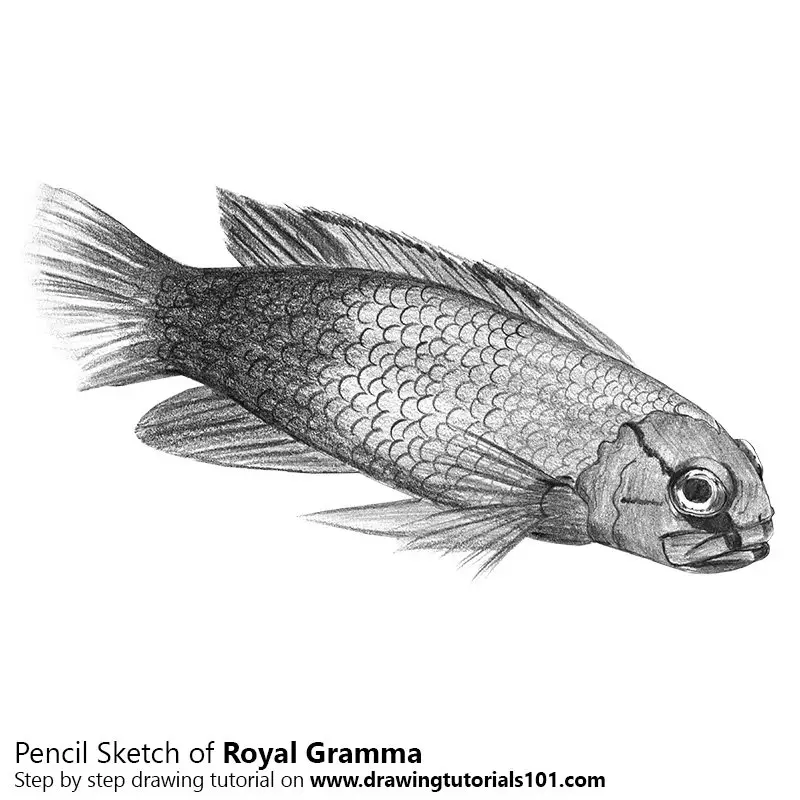 Pencil Sketch of Royal Gramma - Pencil Drawing