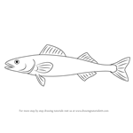 How to Draw a Sablefish