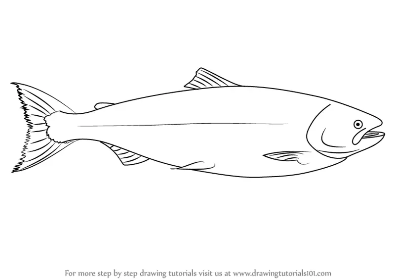 Learn How to Draw a Salmon (Fishes) Step by Step Drawing Tutorials