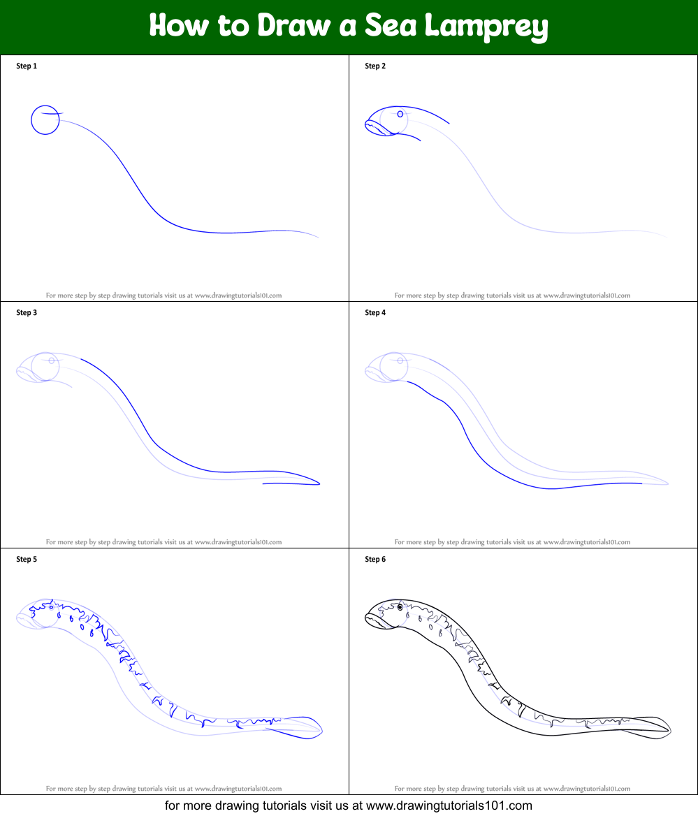 How to Draw a Sea Lamprey printable step by step drawing sheet