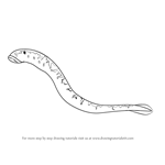 How to Draw a Sea Lamprey