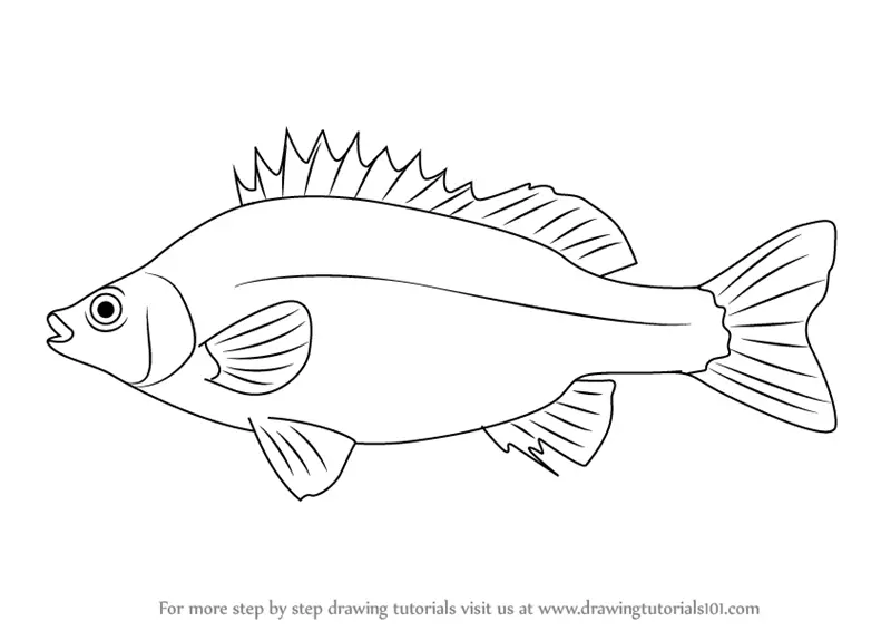 Learn How to Draw a Silver Perch (Fishes) Step by Step : Drawing Tutorials