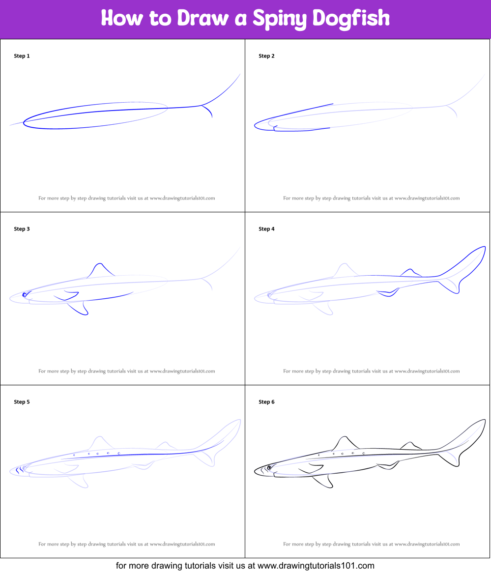 How to Draw a Spiny Dogfish printable step by step drawing sheet