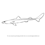 How to Draw a Spiny Dogfish