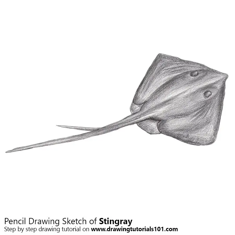 Pencil Sketch of Stingray - Pencil Drawing