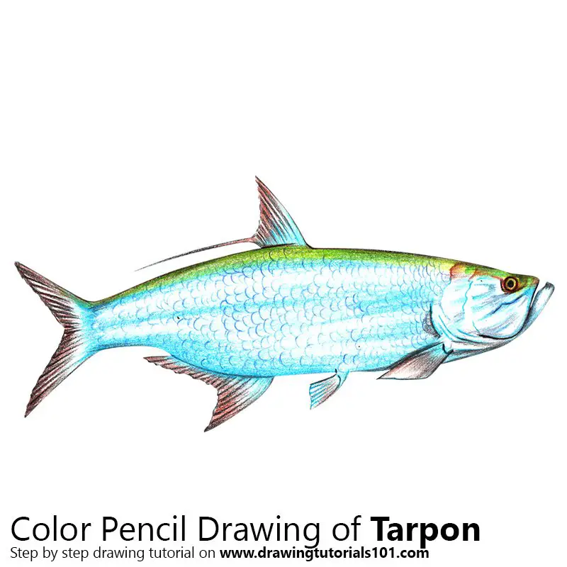 Tarpon Color Pencil Drawing