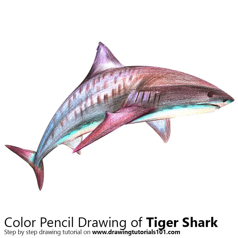Tiger Shark Color Pencil Drawing