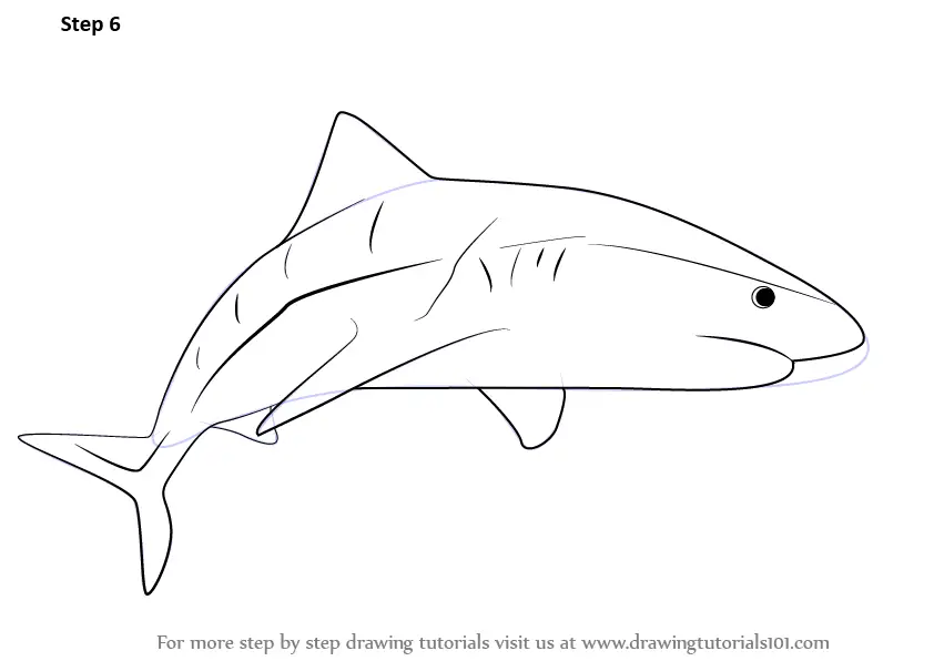 Learn How to Draw a Tiger Shark (Fishes) Step by Step Drawing Tutorials