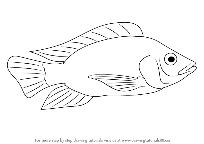 Learn How to Draw a Tilapia (Fishes) Step by Step Drawing Tutorials