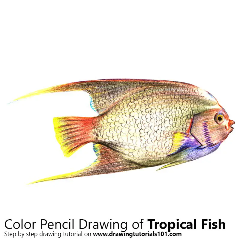 Tropical Fish Color Pencil Drawing
