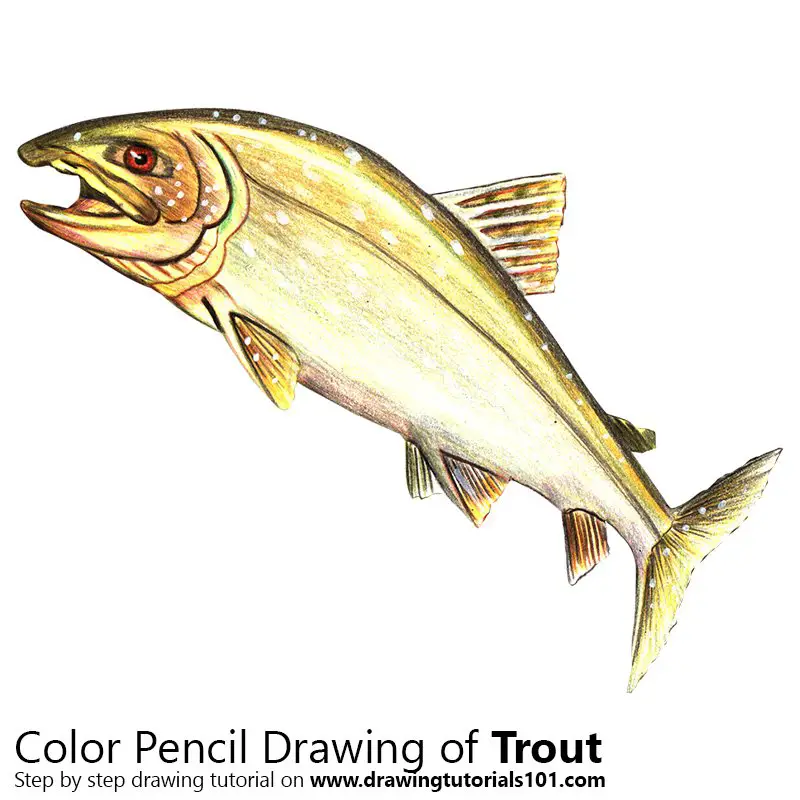 Trout Color Pencil Drawing
