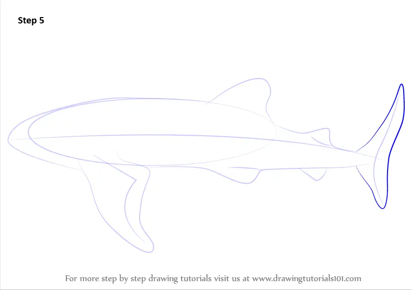 Step by Step How to Draw a Whale Shark