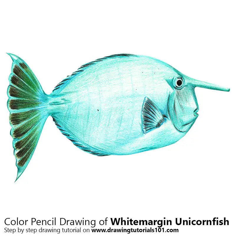 Whitemargin Unicornfish Color Pencil Drawing
