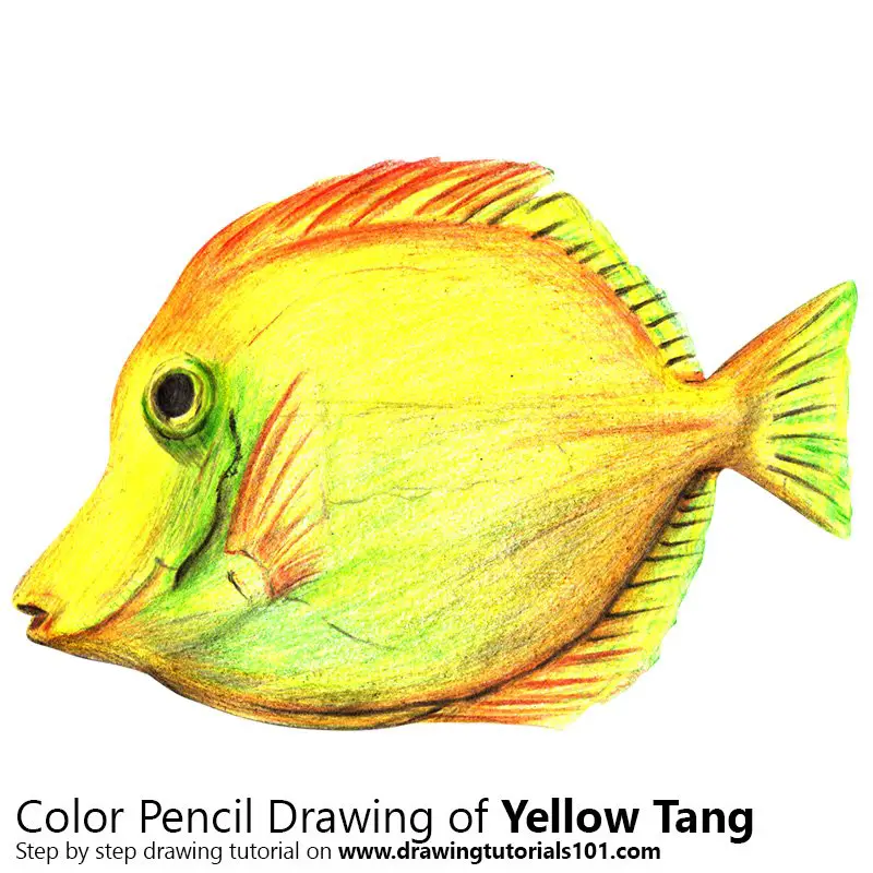 Yellow Tang Color Pencil Drawing