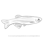 Learn How to Draw a Zebrafish (Fishes) Step by Step : Drawing Tutorials