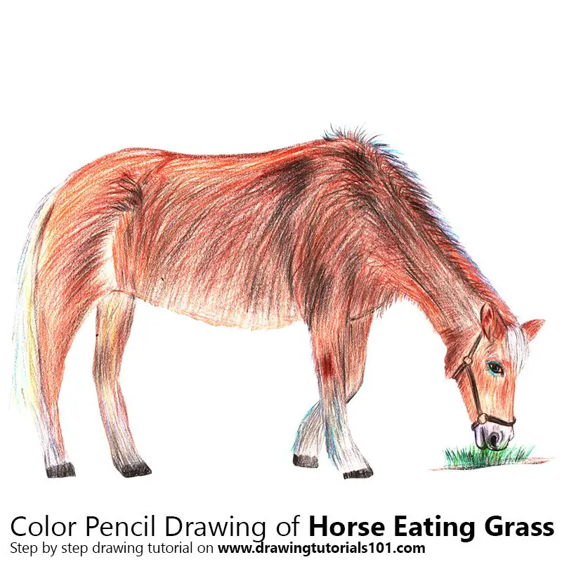 Horse Eating Grass Color Pencil Drawing